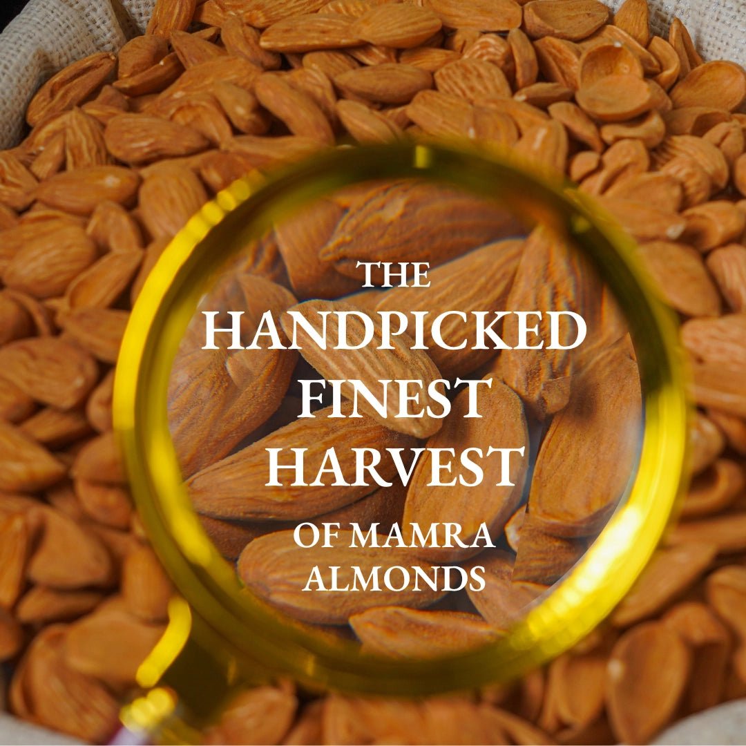 Iranian Mamra Almonds [Classic] - Soan